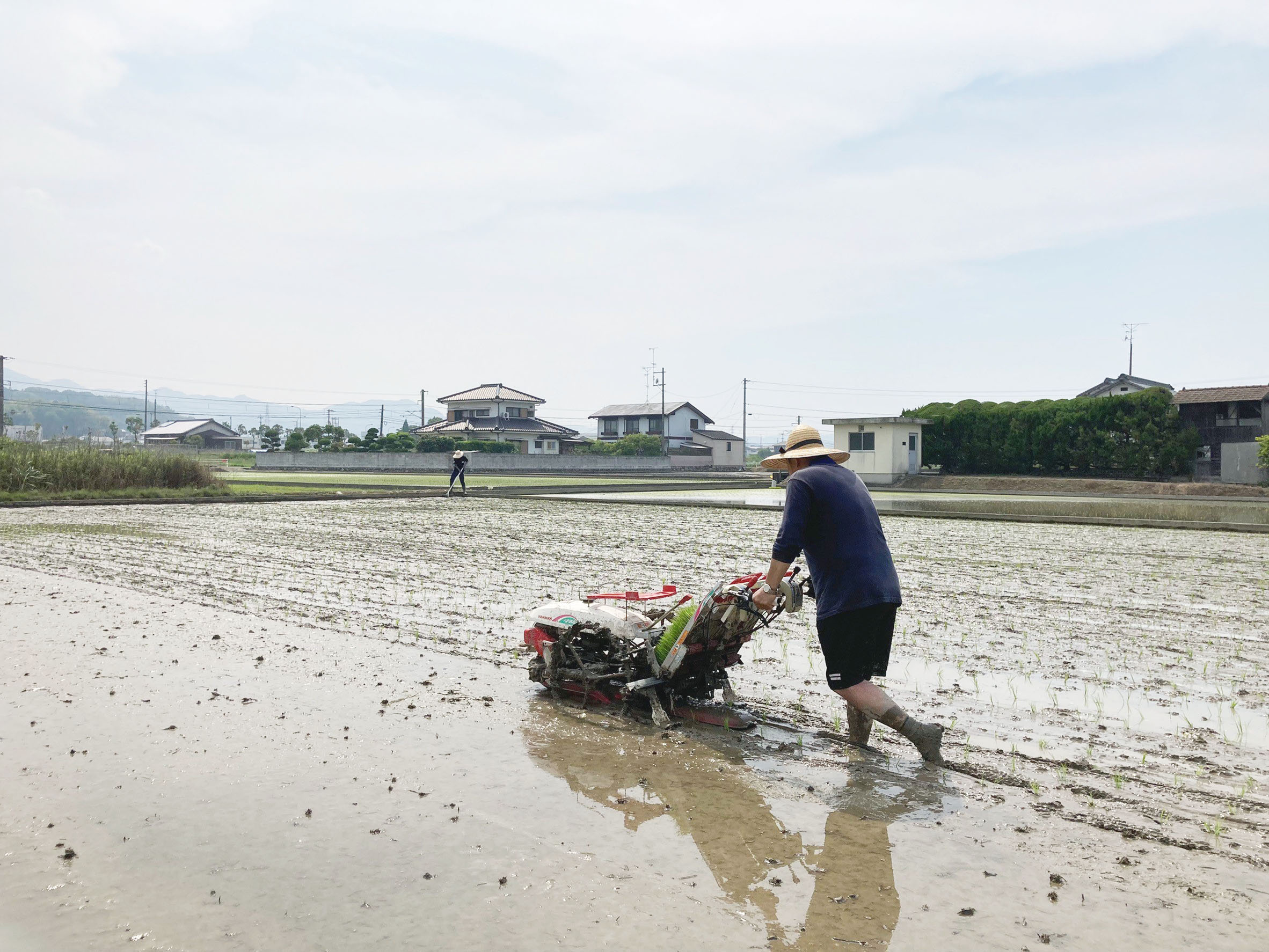 田植え